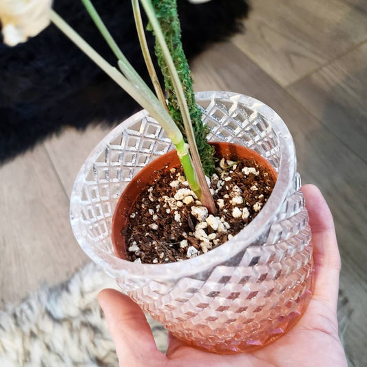 Boho Trinket container